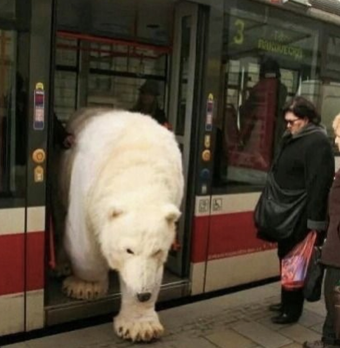 polar bear on a bus